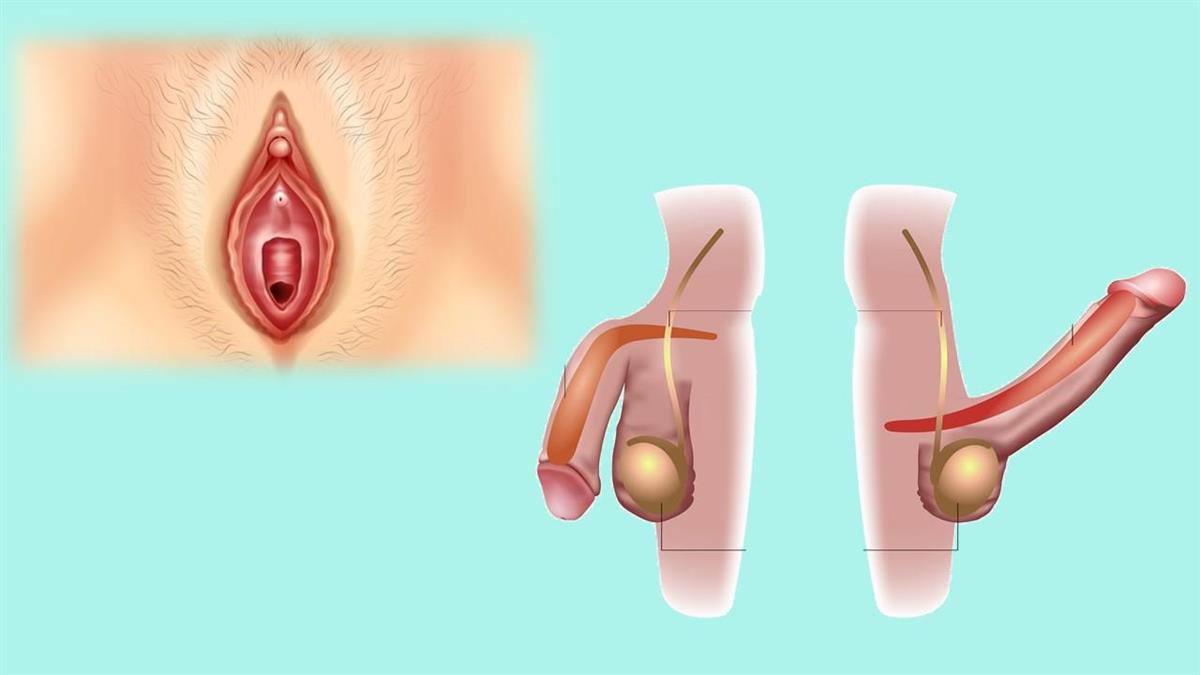 Illustrasjon av vulva og penis frå Shutterstock. - Klikk for stort bilde